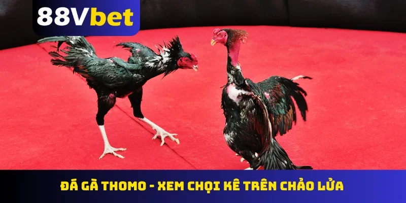 Đá gà Thomo