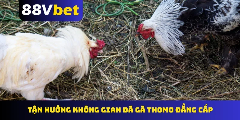 tận hưởng không gian đá gà Thomo đẳng cấp
